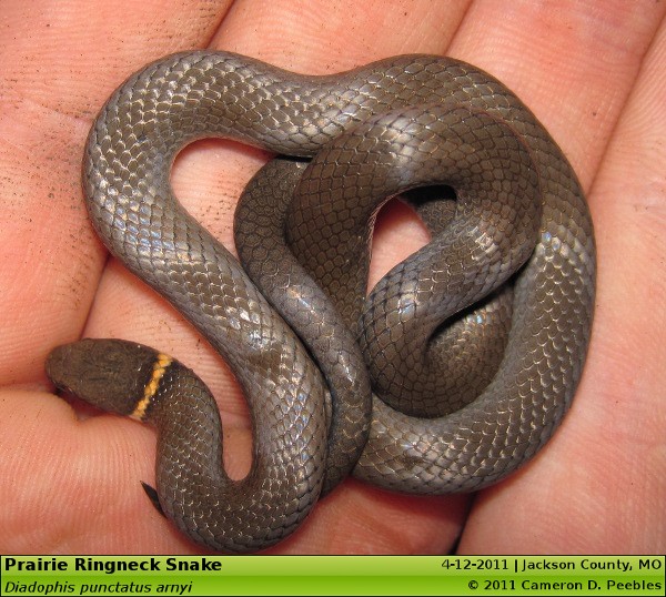 Baby Worm Snake