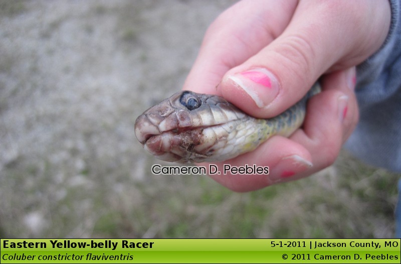 Timber Rattler, Copperheads, Giant Black Rat Snake (71 pics) - Field Herp  Forum