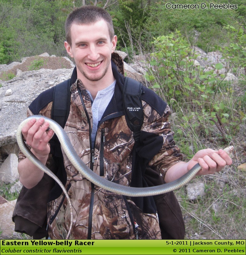 Eastern Yellow-belly Racer, Coluber constrictor flaviventris