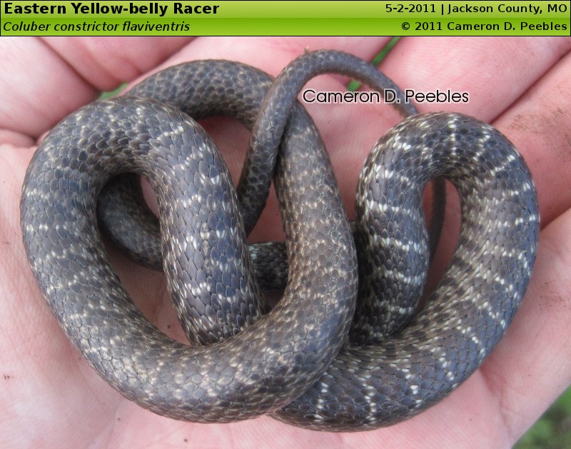 Eastern Yellow-belly Racer, Coluber constrictor flaviventris