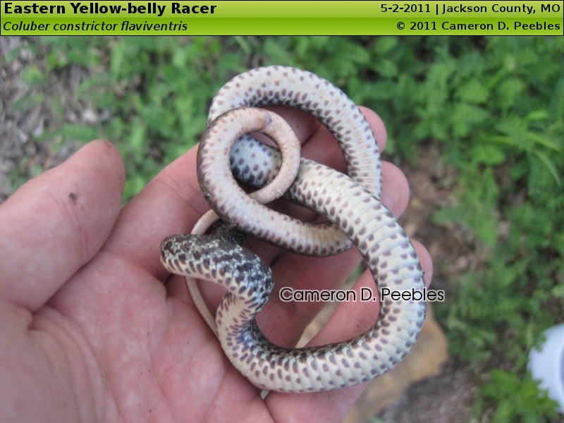 baby copperhead belly