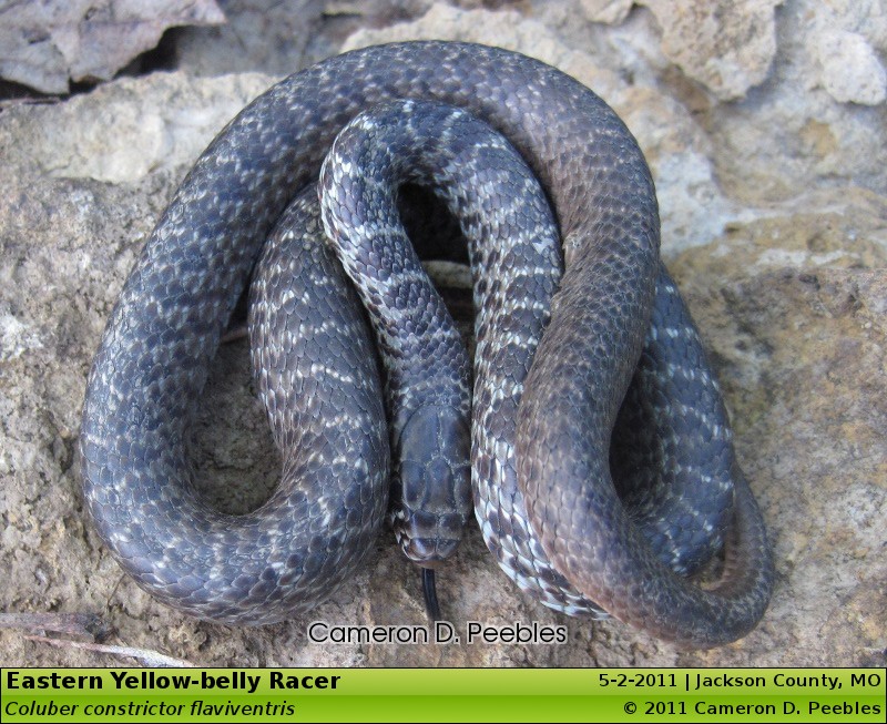 Eastern Yellow-belly Racer, Coluber constrictor flaviventris