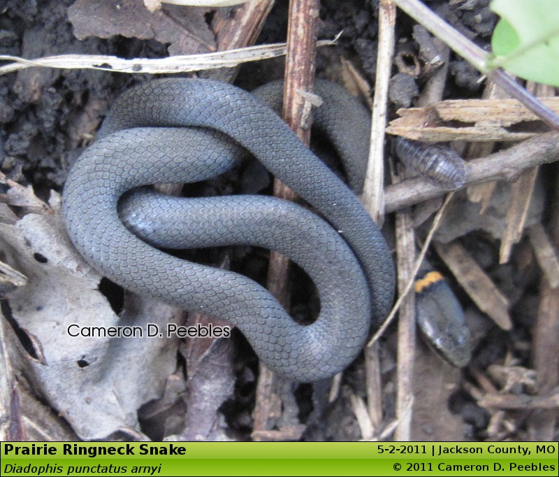 Osage Copperheads, Racers, Ringnecks, and Worms (23 pics) - Field Herp ...